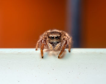Close up of a jumping spider on a fence.