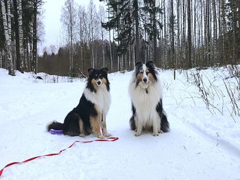 View of dogs on snow covered land