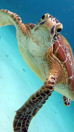 Close-up of turtle swimming in sea