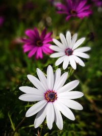 Close-up of purple flowers