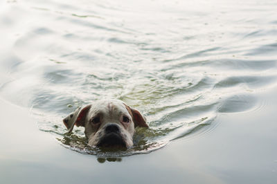 Portrait of dog in a water