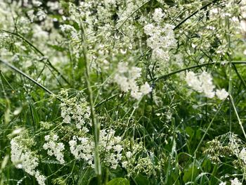 Close-up of white flowering plants on field