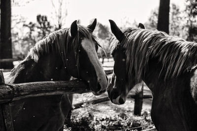 Horse standing in ranch