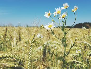 Close-up of flowering plants on field against sky