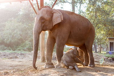 Elephant trapped in chain with calf at farm