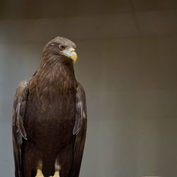 Close-up of eagle perching