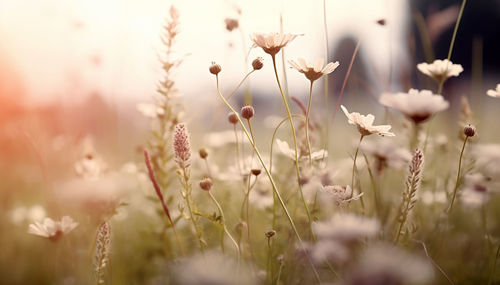 Close-up of white flowering plants on field