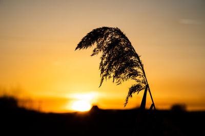 Close-up of silhouette plant against sunset sky