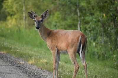 Portrait of horse standing on land