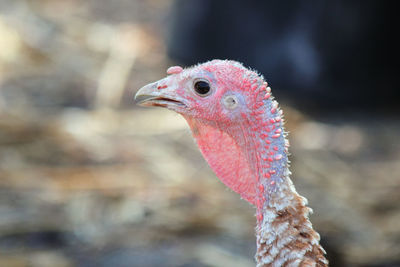 Close-up of a bird