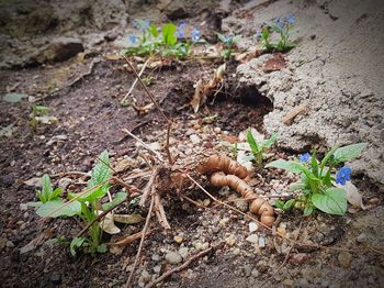 Close-up high angle view of plants