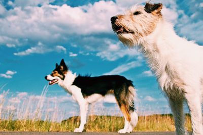 Dog on grass against sky