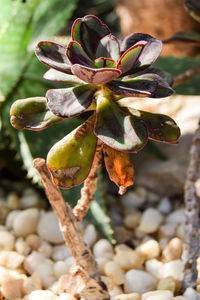 Close-up of succulent plant