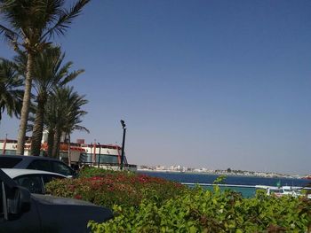 Palm trees by sea against clear blue sky