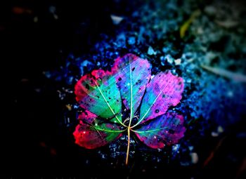 High angle view of water drops on leaf