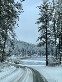 Trees by snow covered road against sky