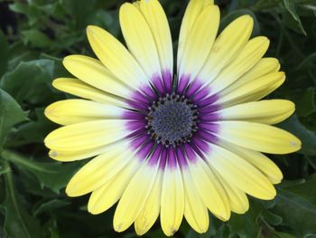 Macro shot of yellow flower