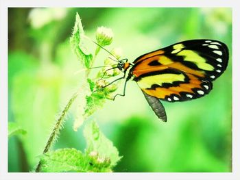 Close-up of butterfly on leaf