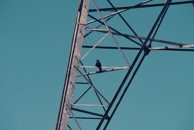 Low angle view of bird perching on pole against clear sky