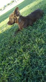 Side view of a dog on field