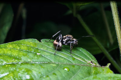 Close-up of insect on leaf