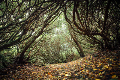 Trees in forest during autumn