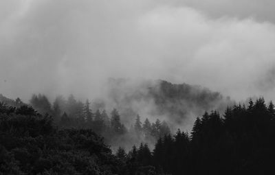 Trees in forest against sky during foggy weather