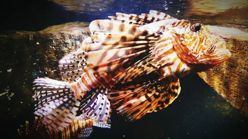 Close-up of lionfish swimming in tank at aquarium