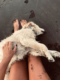 High angle view of dog lying on floor