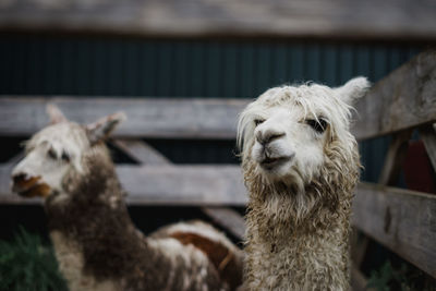 Close-up of alpacas in pen