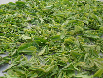 Full frame shot of fresh green  tea leaves