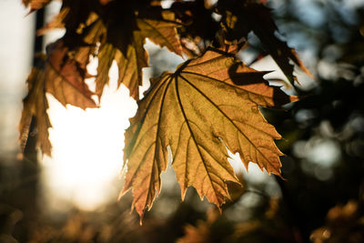 Close-up of maple leaves