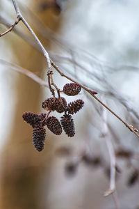 Pinecones on tree limb