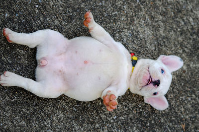 Puppy french bulldog tip over on the concrete floor. it made a shocking face.