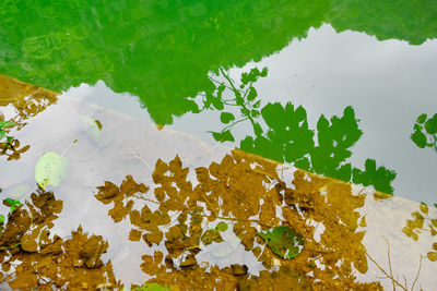 High angle view of leaves floating on lake