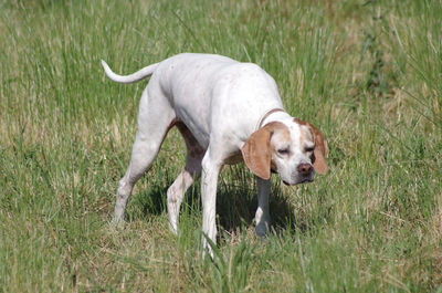 View of a dog running on grassy field