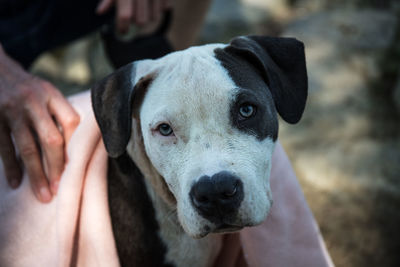 Midsection of person with dog