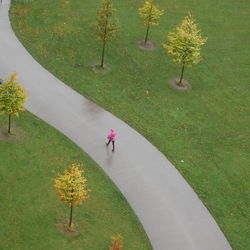 High angle view of man by flower tree