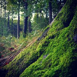 View of trees in forest