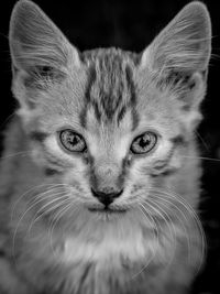 Close-up portrait of cat