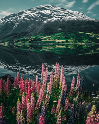 Scenic view of flowering plants and mountains against sky