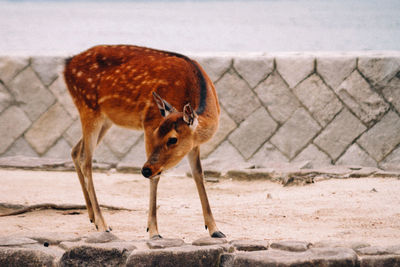 Deer looking away at zoo