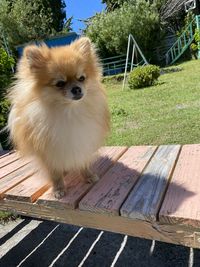 Portrait of dog sitting on bench