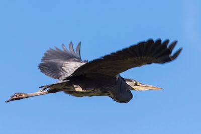 Low angle view of bird flying