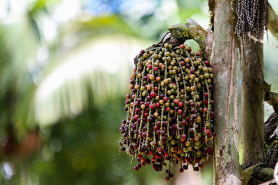 Close-up of fruits hanging on tree