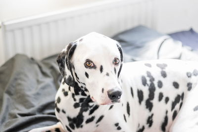 Portrait of dalmatian dog on bed