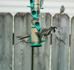 Close-up of birds flying