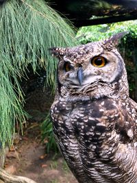 Close-up portrait of owl