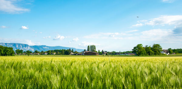 Scenic view of agricultural field against sky