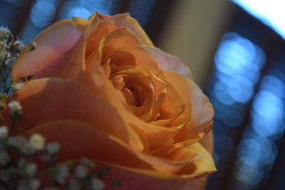 Close-up of yellow rose blooming outdoors